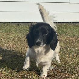 Cally - Dachshund