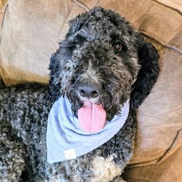 Augie - Goldendoodle