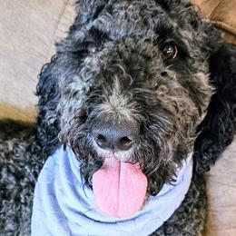 Augie - Goldendoodle