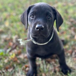 Light Teal Collar - Black male Labrador Retriever puppy in Decatur, Indiana from Golden Bundles