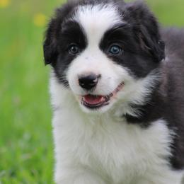 Boy 1 - Black male Border Collie puppy in Tylertown, Mississippi from Cool Meadow Farms