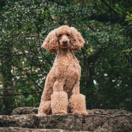 Poodles from Mezzo Poodles