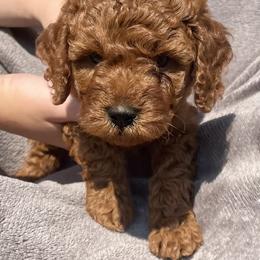 Cavapoo Puppies from The Doodle Den