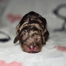 Tultiry - Brown merle female Aussiedoodle puppy in Cleveland, Georgia from Jam's Doodles And Poodles