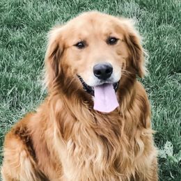Goldendoodles and Golden Retrievers from Hilltop Homestead Doodles