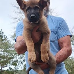 German Shepherds from Le Ha German Shepherds