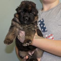 Girl 1 - Black and red female German Shepherd puppy in Mount Vernon, Missouri from German Haus German Shepherds LLC