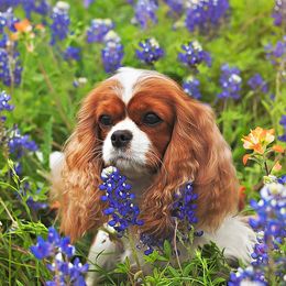 Zoey - Cavalier King Charles Spaniel