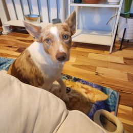 Border Collie Puppies from Cullins Collies