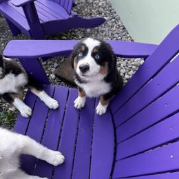 Miniature American Shepherd Puppies from Moonlight Trail Aussies