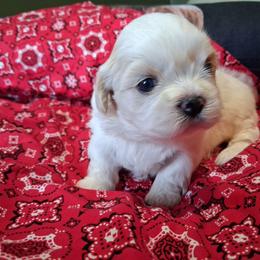 Magnolia - Cream and white female Shih Tzu puppy in Montrose, Colorado from Gnomies Furry Friends