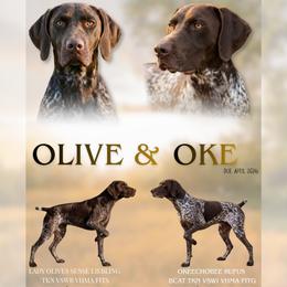 German Shorthaired Pointer puppies from Roan Point Kennel
