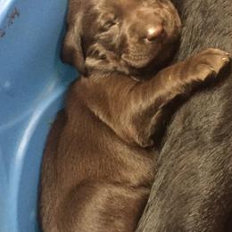 Labrador Retriever Puppies from Andy Lafleur