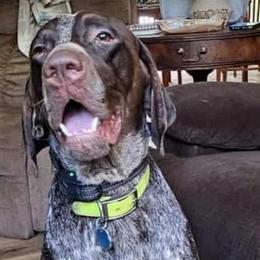 Copper - German Shorthaired Pointer