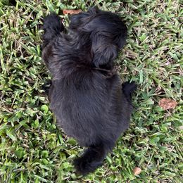 Jason - Black male Shih Tzu puppy in Saint Johns, Florida from BEH Puppies LLC