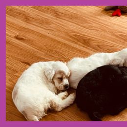 Cocker Spaniel Puppies from Angelic Cocker’s