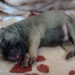Logan - Fawn male Pug puppy in East Bernstadt, Kentucky from Sundance Pugs