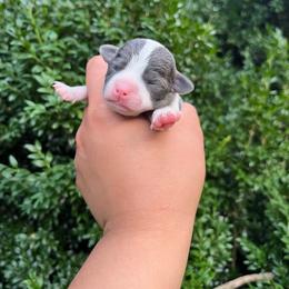 Neptune - Blue and white male Chihuahua puppy in Delaplane, Virginia from CMW Interstellar Kennel