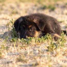 German Shepherd Puppies from vom Gannett