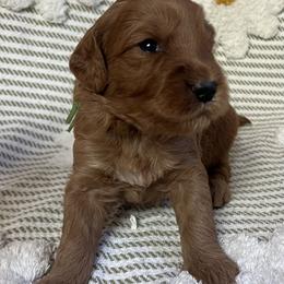 Deacon - Red  male Goldendoodle puppy in Placerville, California from New Dawn Poodles and Doodles