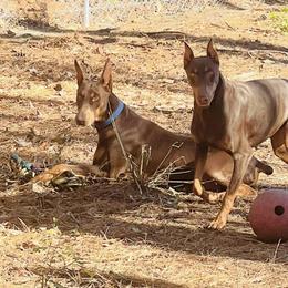 Bulldogs, Doberman Pinschers, French Bulldogs, and Pugs from Royal Destiny Kennels