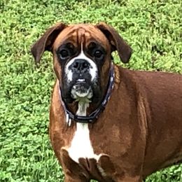 Ertzie  - Boxer