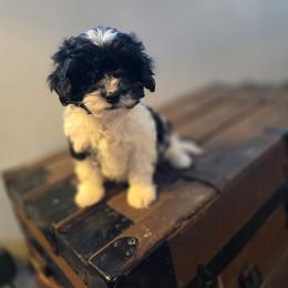 Owl - Tri-color male Cavapoo puppy in Newdale, Idaho from Canyon Creek Puppies