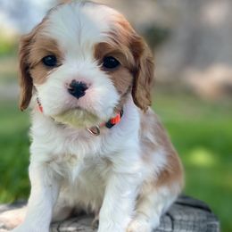 Skittles - Blenheim male Cavalier King Charles Spaniel puppy in Blanding, Utah from Blue House Cavaliers