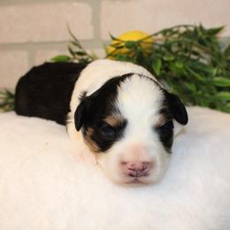 Boy 3 - male Australian Mountain Doodle puppy in Mississippi from Ewing Acres