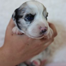 Miniature Australian Shepherd Puppies from Garay Mini Aussies