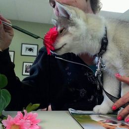 Siberian Husky Puppies from Collusion Siberian’s