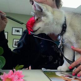 Siberian Husky Puppies from Collusion Siberian’s
