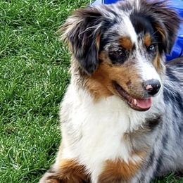 Miniature American Shepherds from By Good Grace Miniature American Shepherds