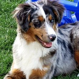 Miniature American Shepherds from By Good Grace Miniature American Shepherds