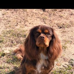Bruno - Cavalier King Charles Spaniel
