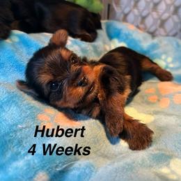 Hubert - Black and tan male Yorkshire Terrier puppy in Ashland, Kentucky from Yorkie Paw