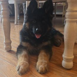 Girl 1 - female German Shepherd puppy in Grants Pass, Oregon from Elite Von Haus German Shepherds