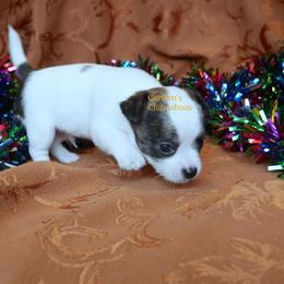 Bentley - Black and tan male Chihuahua puppy in Bois D Arc, Missouri from Carsten's Chihuahuas