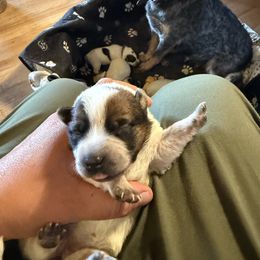 Girl 3 - Red speckled female Australian Cattle Dog puppy in Dillon, Montana from DPH Australian Cattle Dogs
