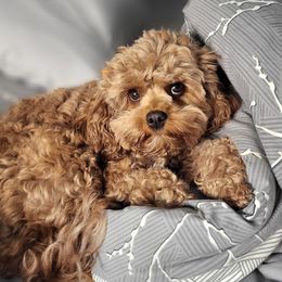 Charlotte - Cavapoo