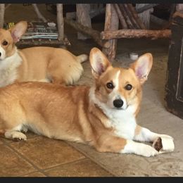 Pembroke Welsh Corgi All Grown Up from Braidwood Corgis