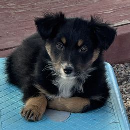 Australian Shepherd puppies from Rockin' Diamond T Ranch Australian Shepherds