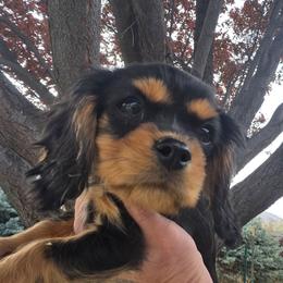 Star - Black and tan female Cavalier King Charles Spaniel puppy in Winnemucca, Nevada from Ruby Mountain Cavaliers