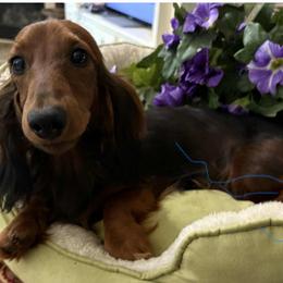 Enzo - Dachshund