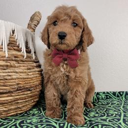 Fritz - Red  male Goldendoodle puppy in Temecula, California from Oodles O'Doodles