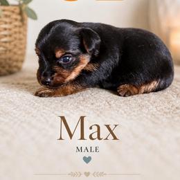 Max - Black and tan male Yorkshire Terrier puppy in Delta, Colorado from SATA Kennels