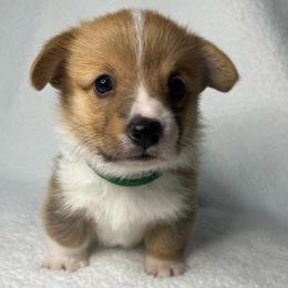 Cannoli - Red male Pembroke Welsh Corgi puppy in Ocala, Florida from Osborne Corgis