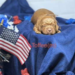 Toffee - Caramel red male Australian Labradoodle puppy in Citrus Heights, California from Elite Blend Labradoodles