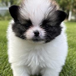Mr. Moo - Cream sable parti male Pomeranian puppy in Hancock, Maryland from Dusty Trail Pomeranians