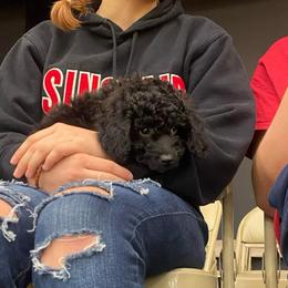 Spruce - Black male Goldendoodle puppy in Eaton, Ohio from Dezi’s Sonshine Doodles